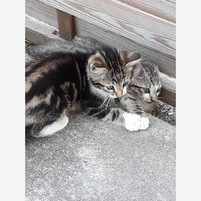 image_Garde, visite, promenade, nourrir vos chiens, chats ou petits animaux à votre domicile