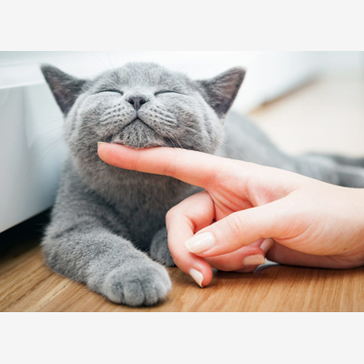 image_Visites animaux
