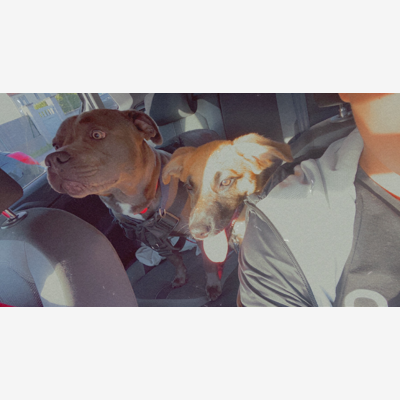 image_Recherche une personne pour garder mes chiens du 15 octobre au 10 novembre