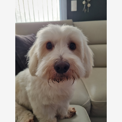 image_Petit chien recherche Nounou