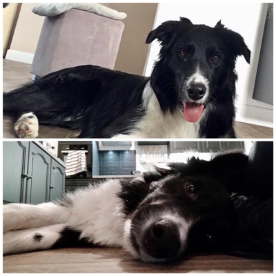 image_Petsitting et Pension canine