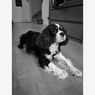 image_Garde de chien