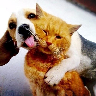 image_SUPER PETSITTER