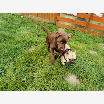 image_Pension familiale pour chiens