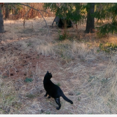 image_Pet-Sitter