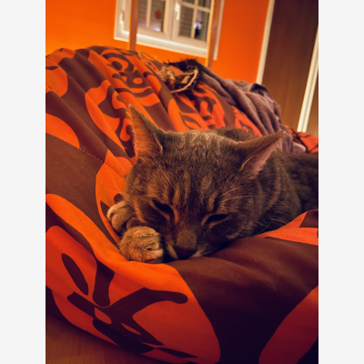 image_Garde de chat(s) chez moi