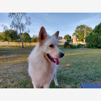 image_Proposition garde de chien