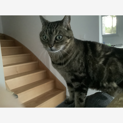 image_Garde chat
