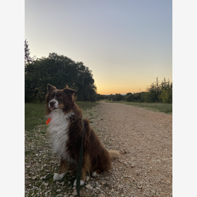 image_Recherche petsitter