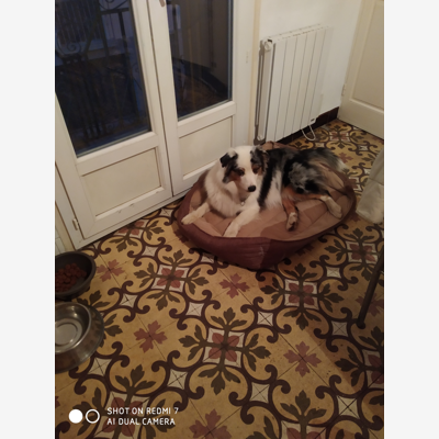image_Garde d'animaux
