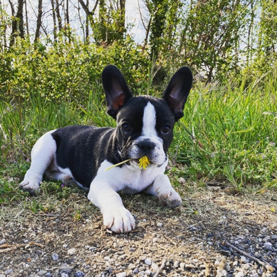 image_Recherche une nounou pour Stitch lors de mes déplacements professionnel