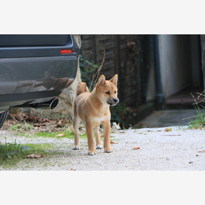 image_Photo Solo, Couple, Groupes/ Famille/Amis, Animaux