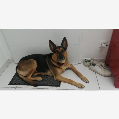 image_Garde de chien