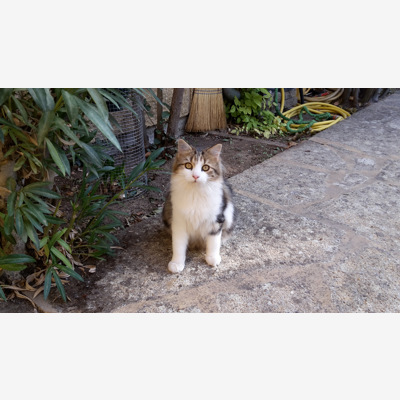image_Visite d'un chat 1 fois par jour