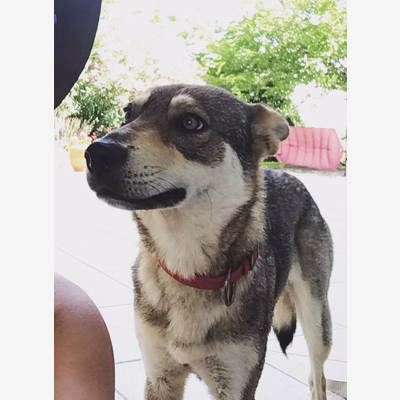 image_Garde de ma chienne pour 4 jours