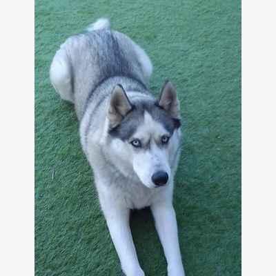image_Recherche un dog sitter