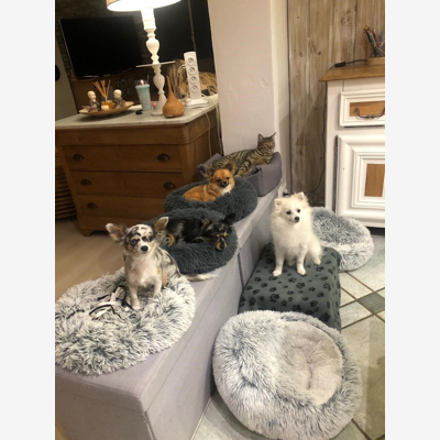 image_pet sitter