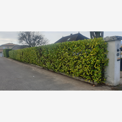image_Paysagist/Jardinier