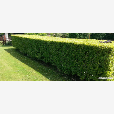 image_petit jardinage