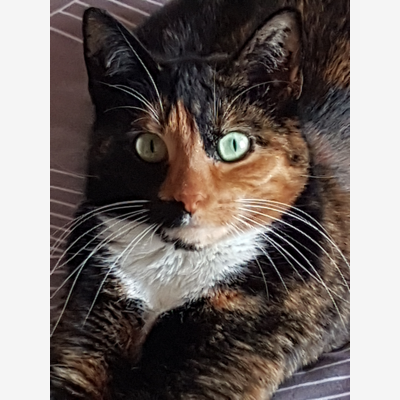 image_Garde chien et chat