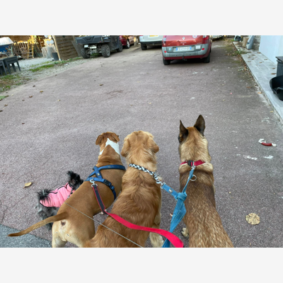 image_Propose de garder vos animaux ou promenade