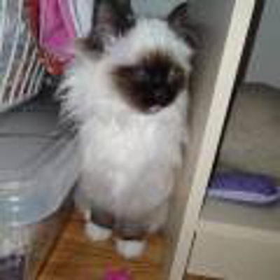 image_garde de chat