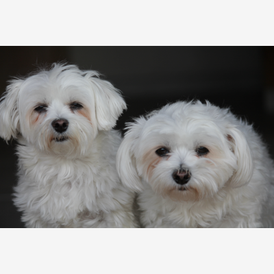 image_Recherche "nounou" pour 2 bichons