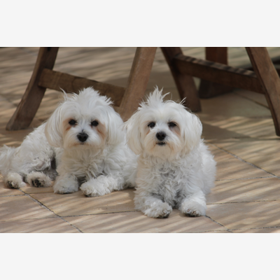 image_2 bichons maltais trop mignons recherche une "nounou"