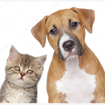 image_Jeùne retraitée propose garde animaux