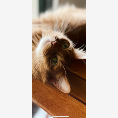 image_Cat & dog sitting