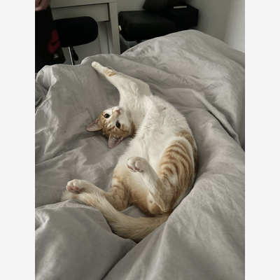 image_Garde chats recommandée par la clinique vétérinaire