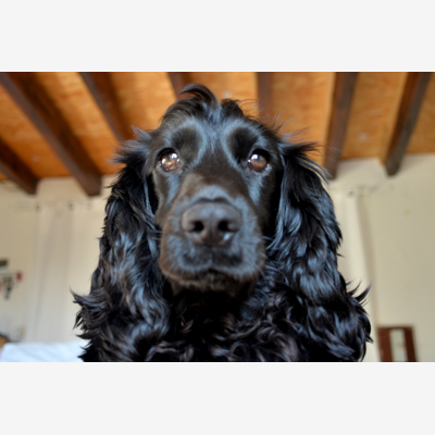 image_Garder ma chienne
