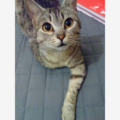 image_Pet Sitting