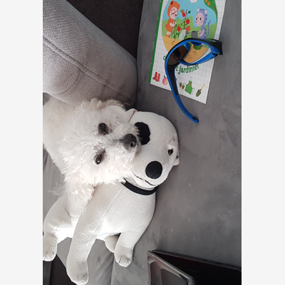 image_Garde animaux