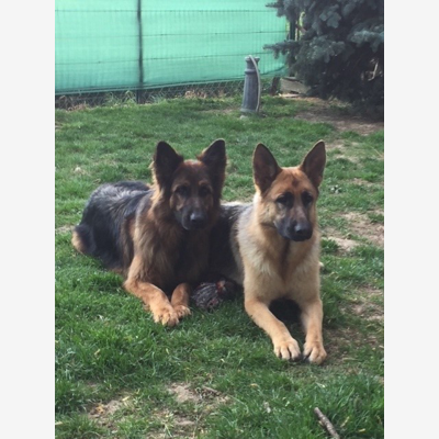 image_RECHERHE DOG SITTER