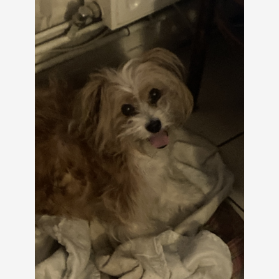 image_recherche garde de chien