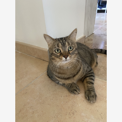 image_Pet-Sitter