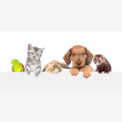 image_Garde d'animaux à votre domicile