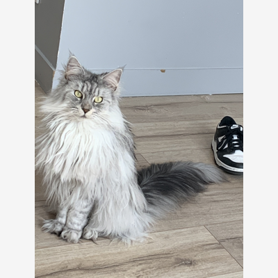 image_Cherche à faire garder mon chat cet ete
