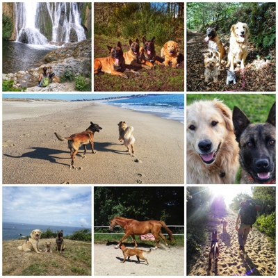 image_Garde d'animaux-Sports canins