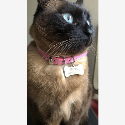 image_Garde de chat pendant 2mois