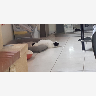image_Garde de chats et petits chiens