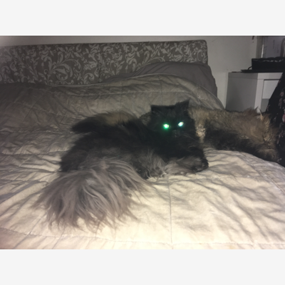 image_Cherche quelqu’un pour garder 2 chats