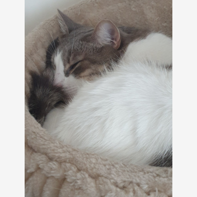 image_Garde de 2 chats