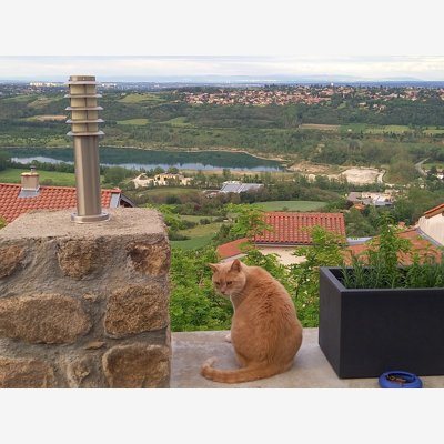 image_petsitter