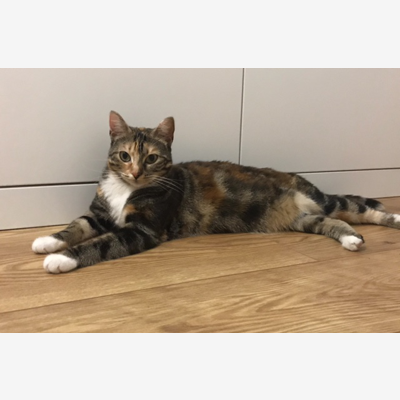 image_Recherche un cat sitter pour vacances !