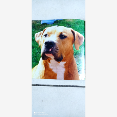image_Garde de chiens