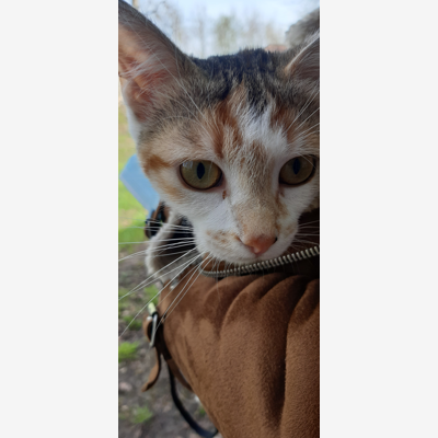 image_Garde chatte 9 mois