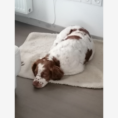 image_Chien epagneul breron