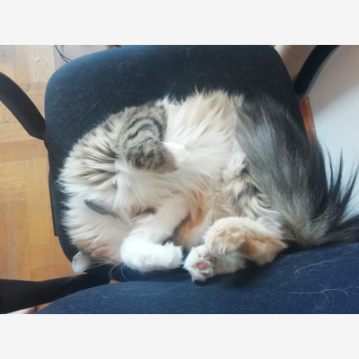 image_Garde Chats et Nacs